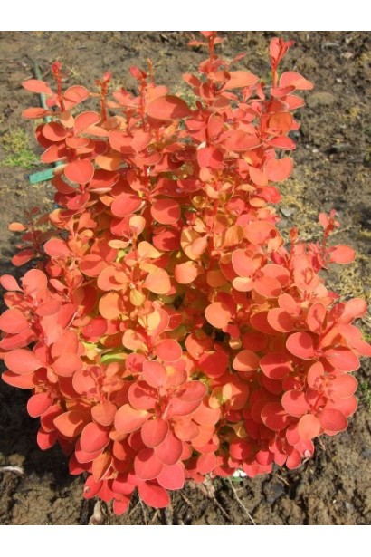 Барбарис тунберга Оранж Айс